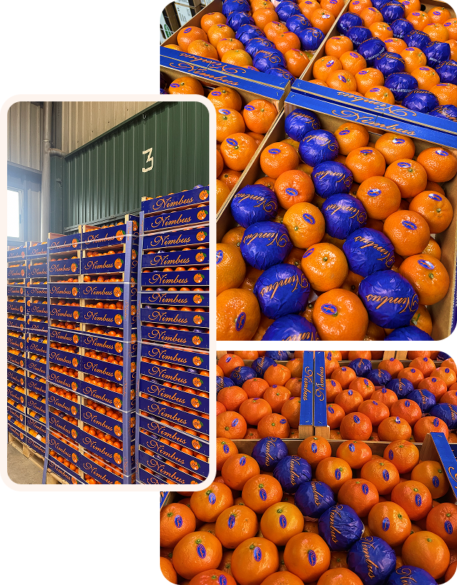 Fruta cítrica fresca recién recolectada.