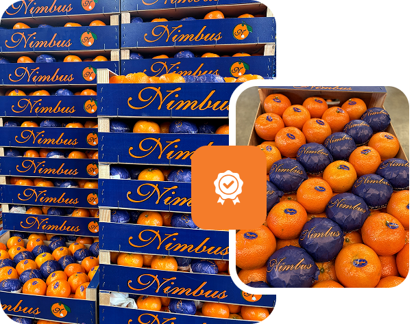 Clasificación de fruta cítrica valenciana.