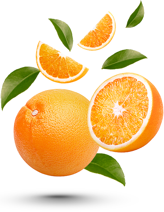 Cosecha de naranjas y mandarinas valencianas.