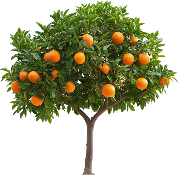 Cítricos valencianos a granel para mayoristas.