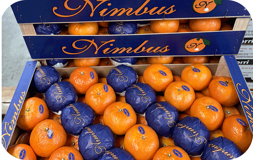 Logística internacional de cítricos hacia Europa.