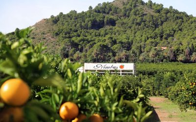 Mejores naranjas y mandarinas según su temporada