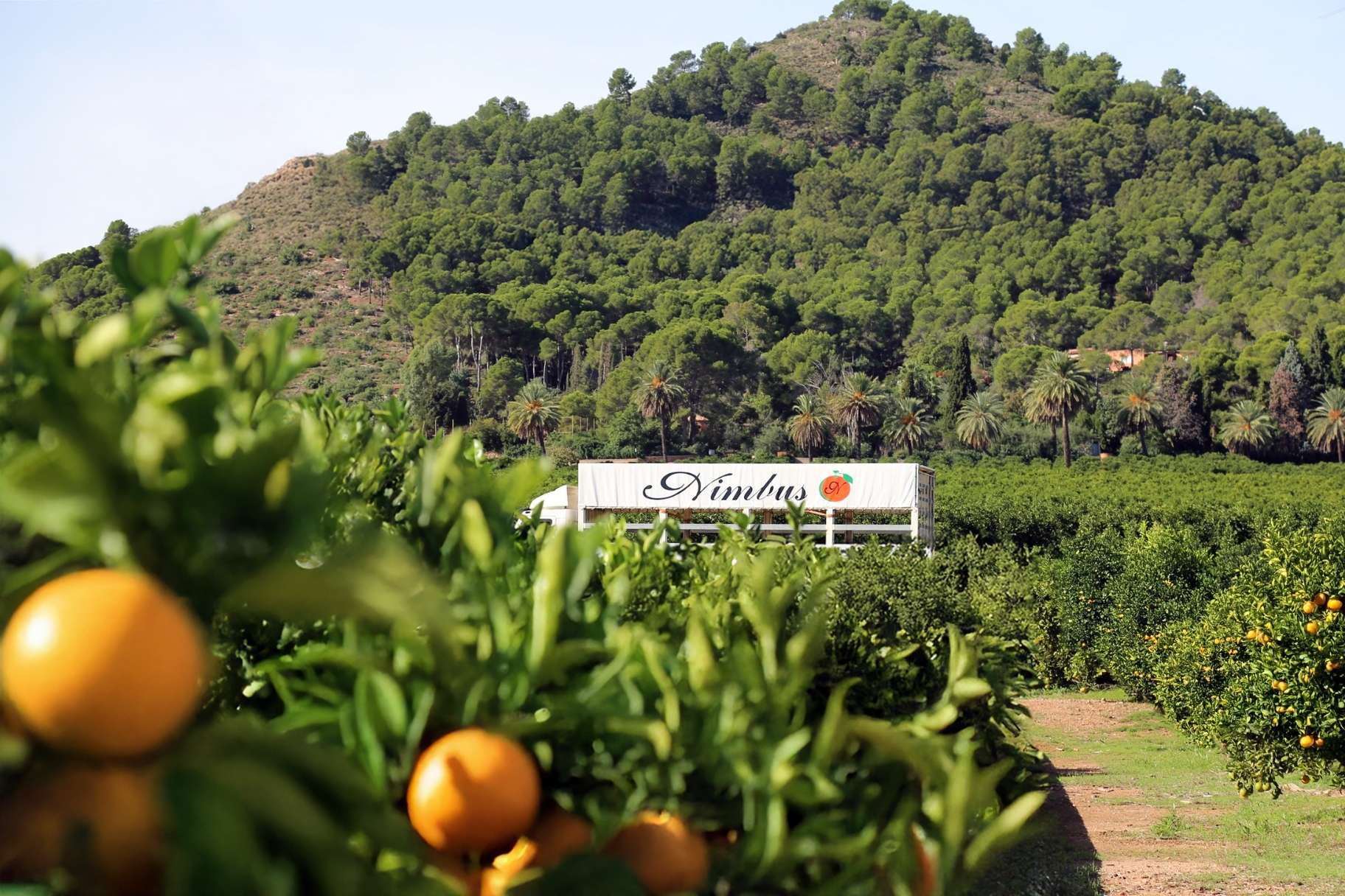 Selección premium de cítricos valencianos.