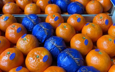 Tipos de naranjas valencianas