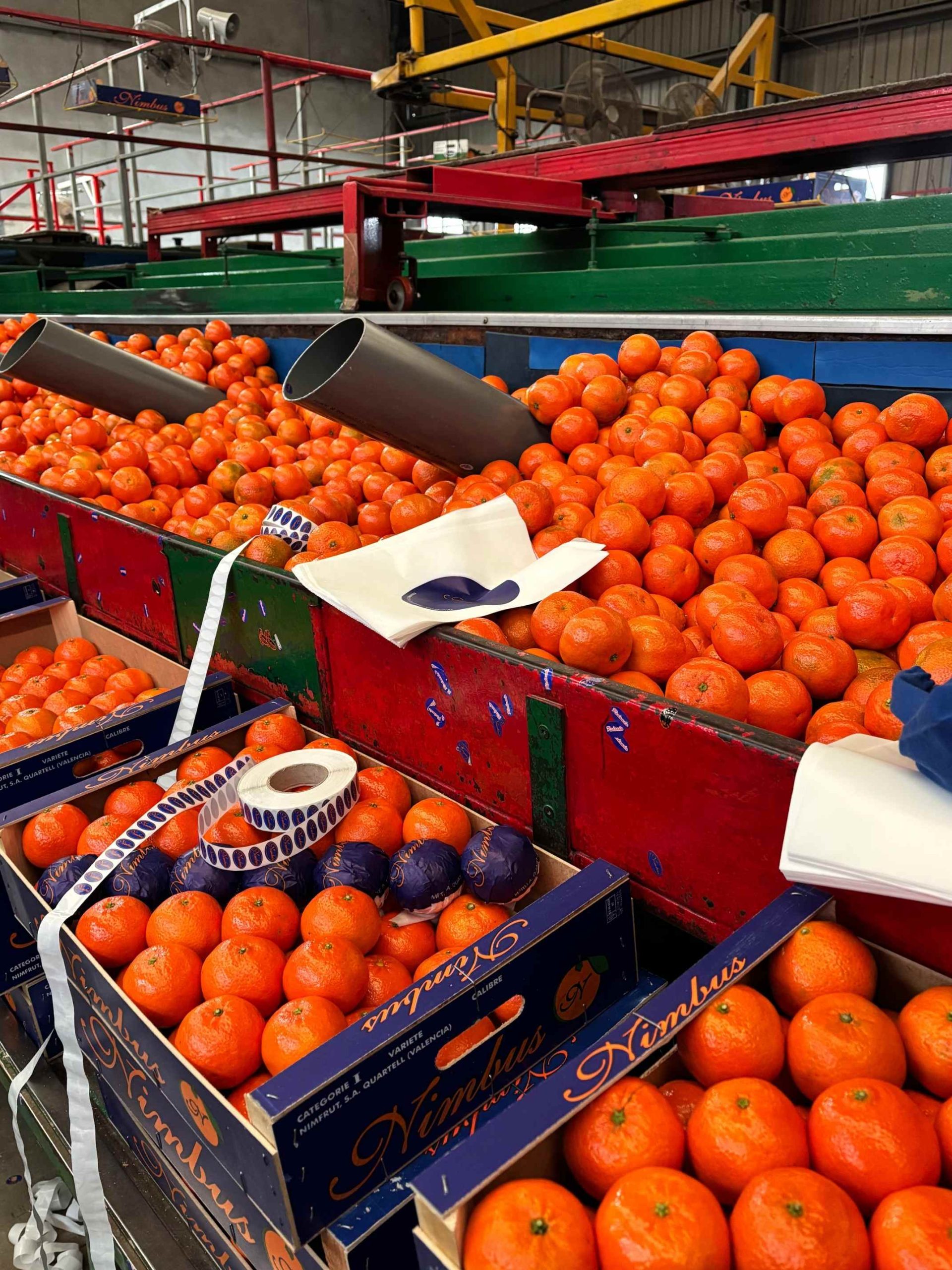 Cosecha de mandarinas valencianas de calidad.