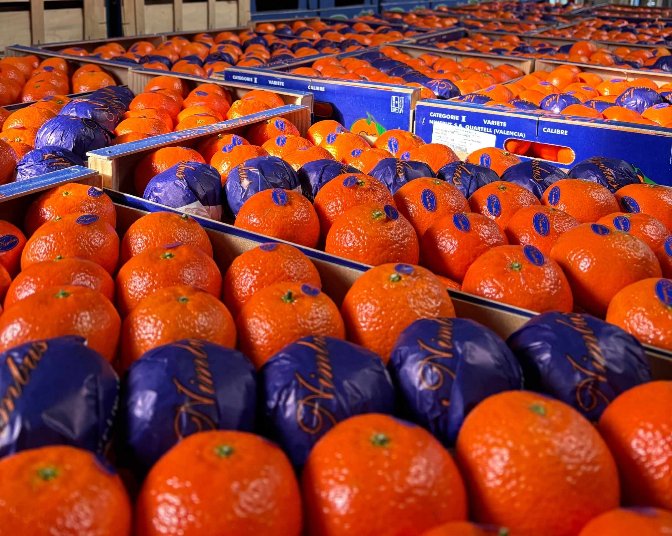 Mapa de zonas de distribución de cítricos en España.