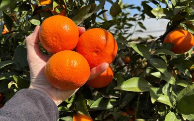 Tipos de mandarinas valencianas