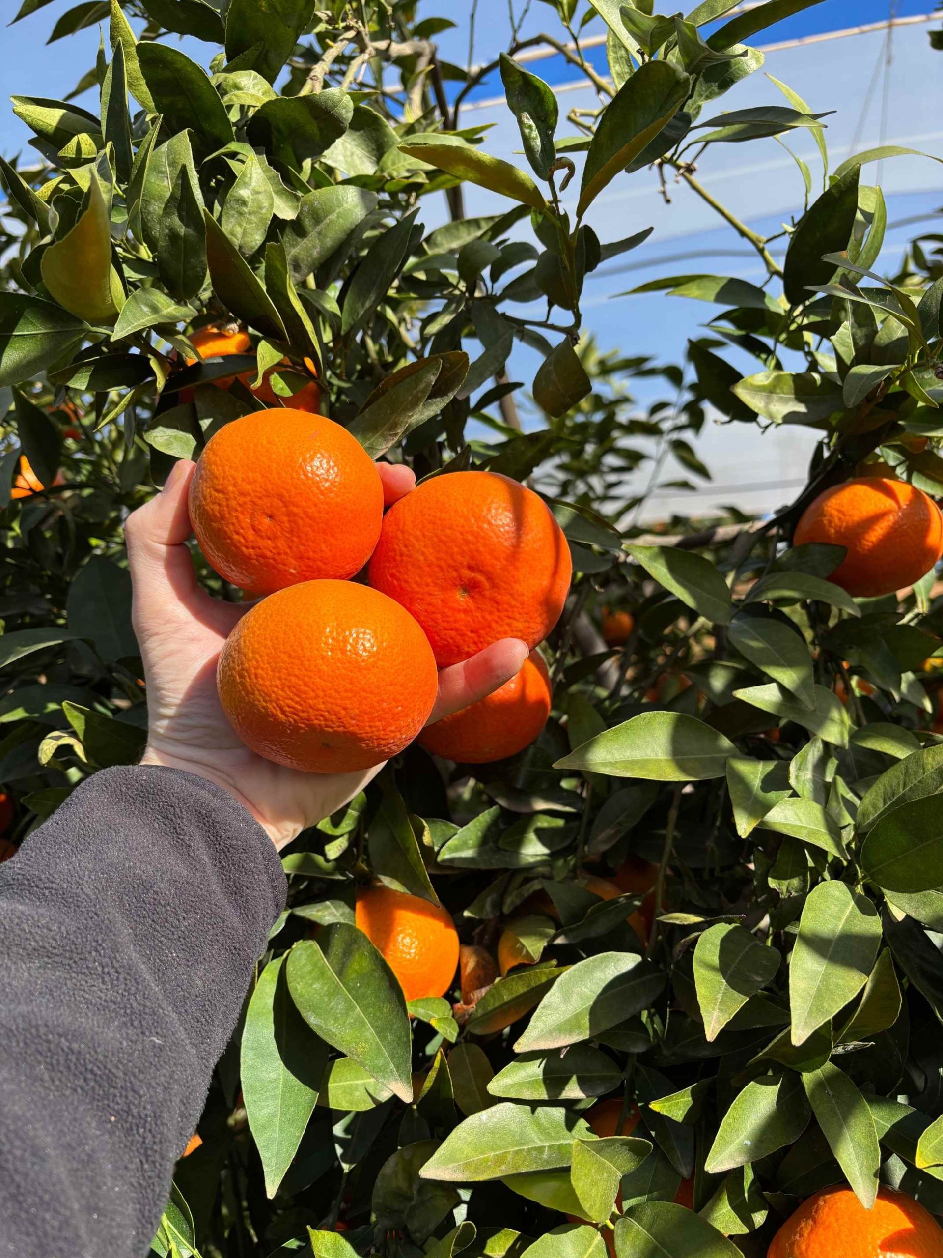 Cítricos creciendo en campos soleados de Valencia.