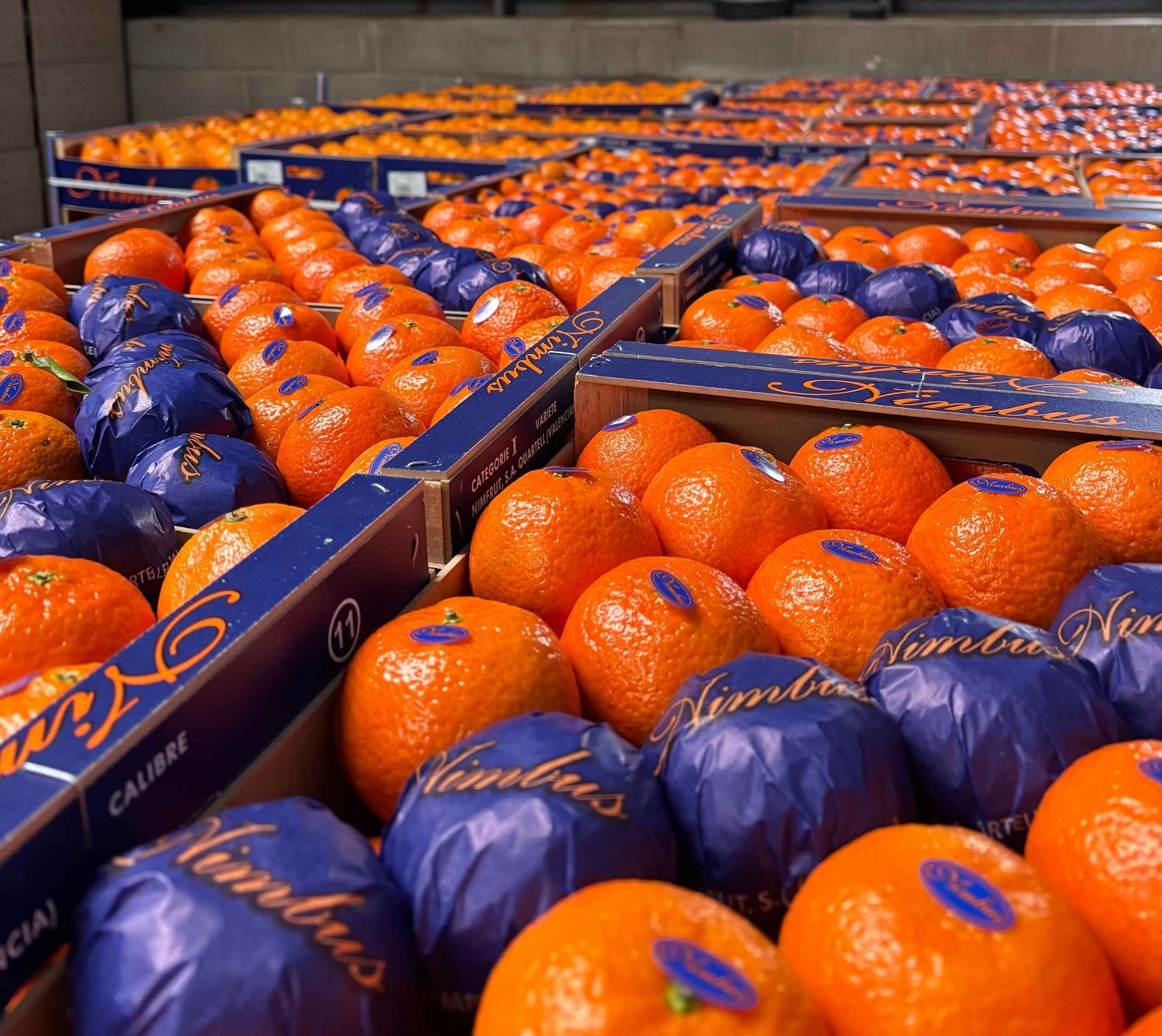 Embalaje cuidadoso de naranjas valencianas.