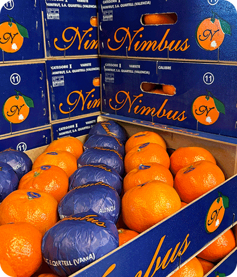 Fruta cítrica fresca recién recolectada.