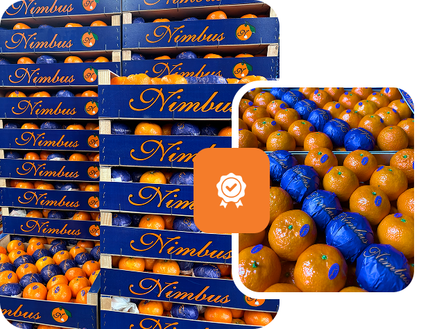 Origen de cítricos en campos valencianos.