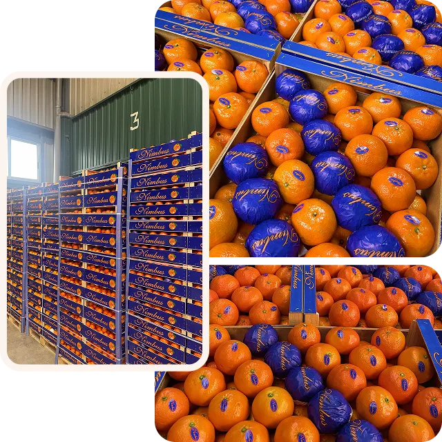 Fruta valenciana lista para venta en mercado.