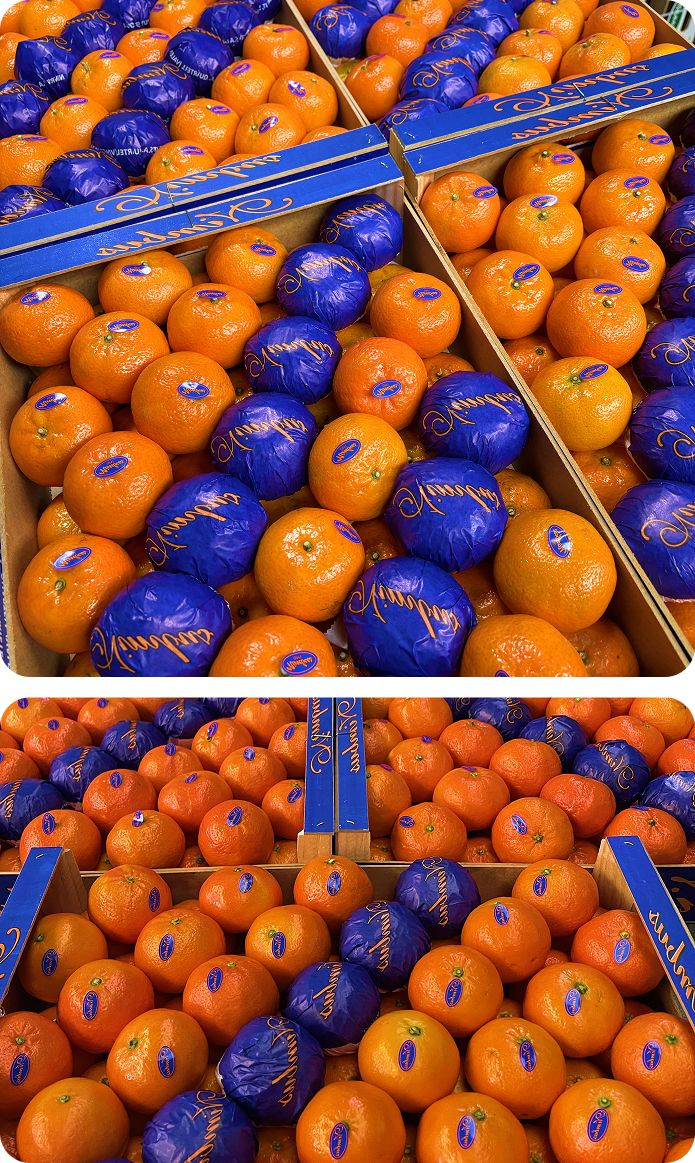 Embalaje cuidadoso de naranjas valencianas.