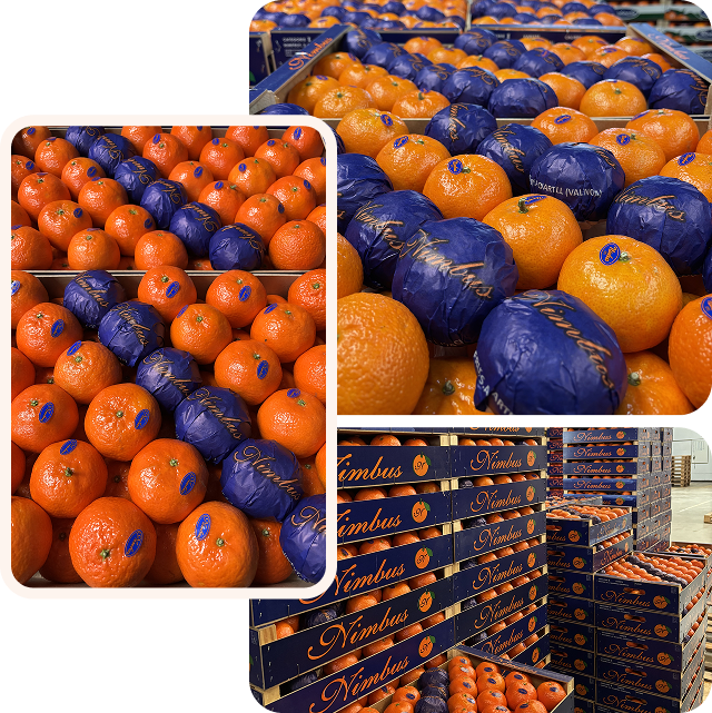 Fruta cítrica fresca recién recolectada.