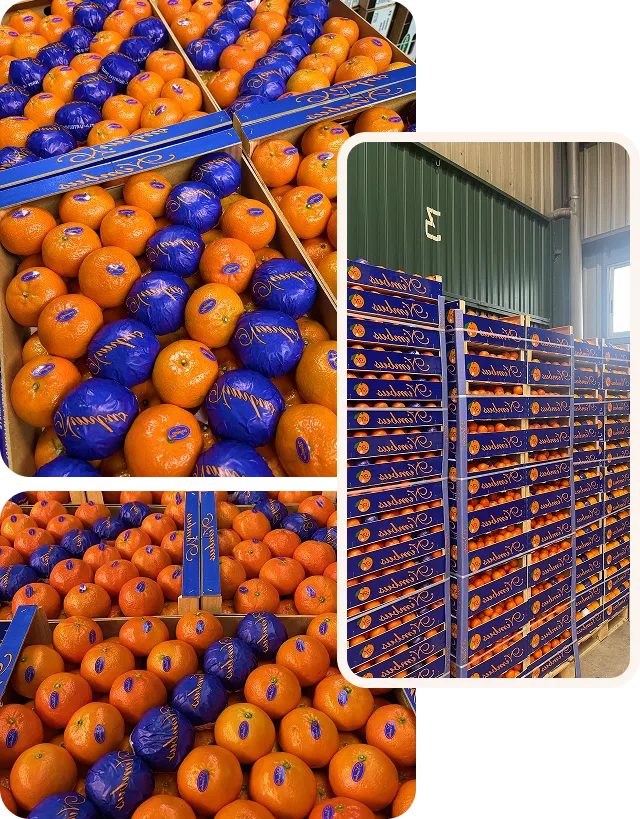 Fruta cítrica fresca recién recolectada.