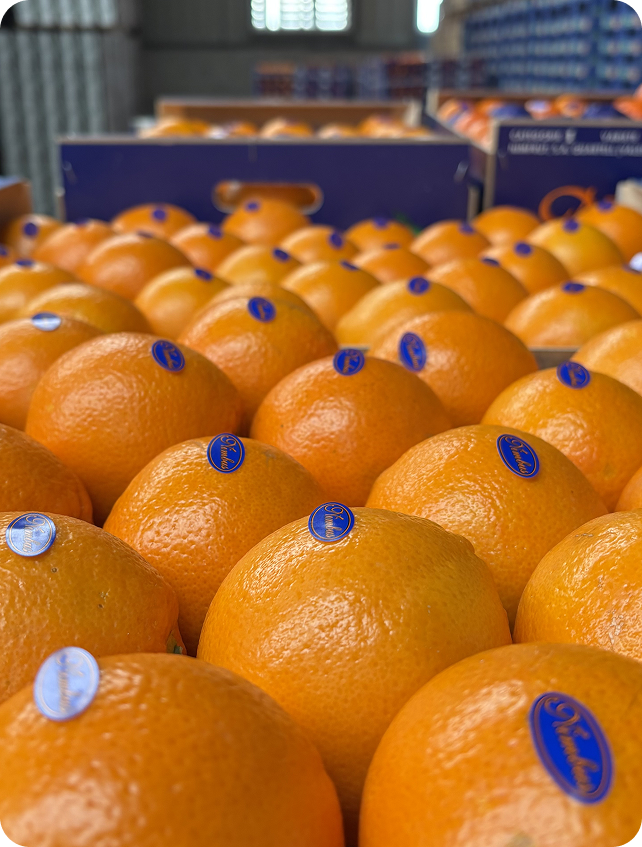 Mapa de zonas de distribución de cítricos en España.