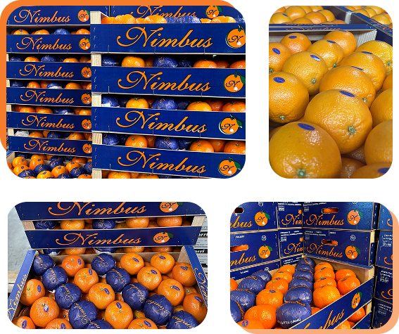 Embalaje profesional de naranjas y mandarinas.